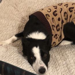 Clark - Border Collie