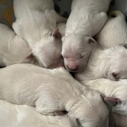 Golden Retriever puppies from Shady Creek Goldens