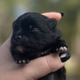 Girl 2 - Black female Pomeranian puppy in Plantersville, Texas from Endure Farm Inc