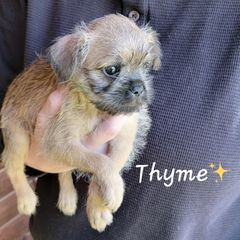 Brussels Griffon Puppies from Turkey Ridge Brussels Griffons
