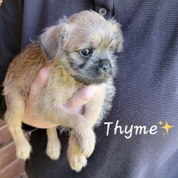 Brussels Griffon Puppies from Turkey Ridge Brussels Griffons