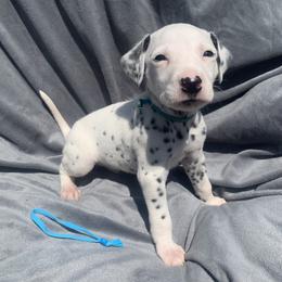 Dalmatian and Poodle Puppies from Cotton Top