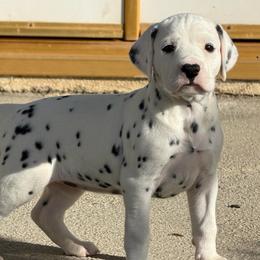 Female 1 - White and black female Dalmatian puppy in Lake Mathews, California from Bully Market