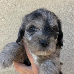 Star - Merle female Bernedoodle puppy in Fallon, Nevada from Wild Roots Doodles