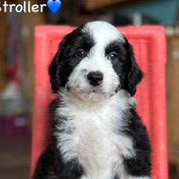 Stroller - Black tri-color male Aussiedoodle puppy in Lancaster, Minnesota from Finney Ranch