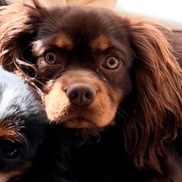 Cavalier King Charles Spaniel puppies from Cavapoo Puppy Parade