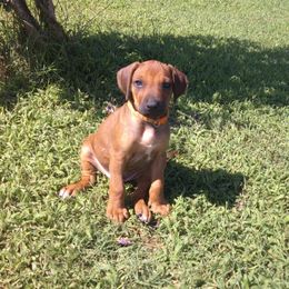 Mighty - male Rhodesian Ridgeback puppy in Carney, Oklahoma from River Run Parson Russell terriers & River Run Ridgebacks