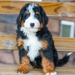Waldo (socialization program student) - Tri-color male Bernedoodle puppy in Dundee, Ohio from Down Home Doodle