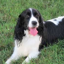 Gabby - English Springer Spaniel