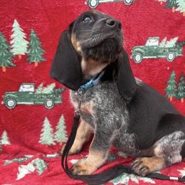 Skye - Blue ticked and tan female Bluetick Coonhound puppy in Mount Pleasant, Texas from Harmons Hounds