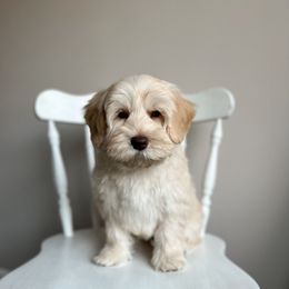 Balto - Caramel male Australian Labradoodle puppy in Belding, Michigan from Rutu Australian Labradoodles
