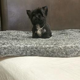 Midnight onyx - Black and gold male Yorkshire Terrier puppy in Bonita Springs, Florida from 🤎 Dreaming Puppies 🐶