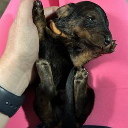 Dachshund Puppies from Rare Treat Dachshunds