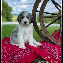 Aussiedoodle and Australian Shepherd Puppies from Dunroamin Farms Australian Shepherds and Aussiedoodles