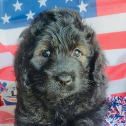 Dragonfly - Black female Goldendoodle puppy in Beecher, Illinois from Erica’s Doodles