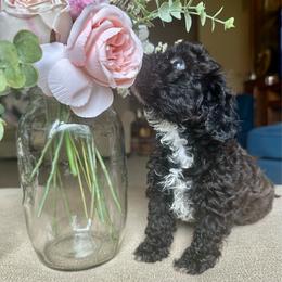 Seal brindle boy - Black male Cavapoo puppy in Southside, West Virginia from Double Diamond Cavapoos
