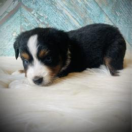 Sugar - female Miniature Australian Shepherd puppy in Opelika, Alabama from Haden’s Mini Aussies