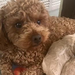 Maltipoos, Morkies, Poodles, Yorkipoos, and Yorkshire Terriers from Amy's puppy Love