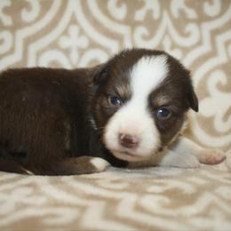 Rain - Red tri female Toy Australian Shepherd puppy in Licking, Missouri from Burnett Aussies