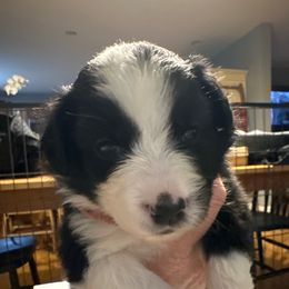 Girl 1 - Black tri female Miniature Australian Shepherd puppy in Saco, Maine from Wags Family Aussies