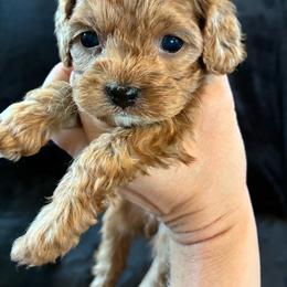 Phili - Red male Cavapoo puppy in Adrian, Oregon from ApplebyFarm