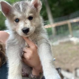 Siberian Husky Puppies from North Valley Huskies