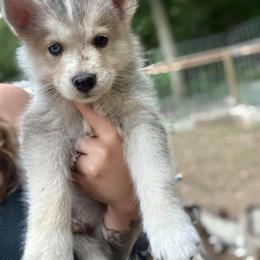 Siberian Husky Puppies from North Valley Huskies