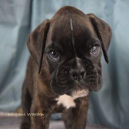 Boxer Puppies from Cadogans Boxers