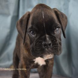 Boxer Puppies from Cadogans Boxers