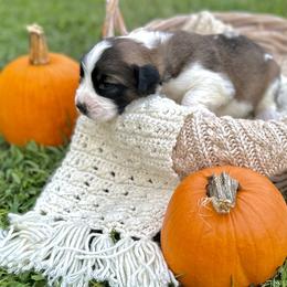 Caucasian Shepherd Dog, Labradoodle, and Saint Bernard Puppies from Blue Line Kennels