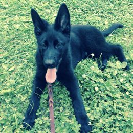 German Shepherds from Milliner K9 LLC