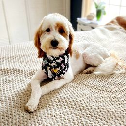 Clementine - Goldendoodle