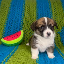 LORETTA - Sable female Pembroke Welsh Corgi puppy in Ritzville, Washington from Sapphire Iris Corgis