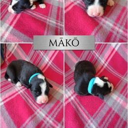 Mako - Black and white male Border Collie puppy in Max, Nebraska from Stag Valley Homestead