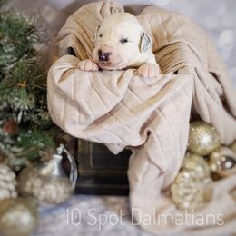 Dalmatian Puppies from 10 Spot Dalmatians