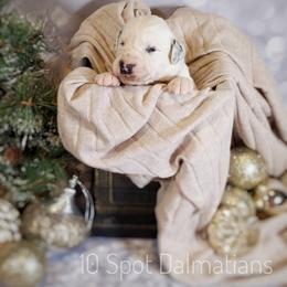 Dalmatian Puppies from 10 Spot Dalmatians