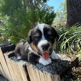 Handsome - Black and white male Cardigan Welsh Corgi puppy in Wekiwa Springs, Florida from It is Corgiland