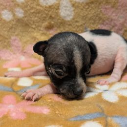 Turkey - White and black female American Hairless Terrier puppy in Phoenix, Arizona from Bare Valley