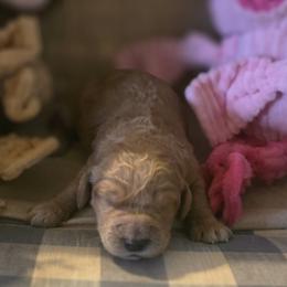 River - Red  male Goldendoodle puppy in Freedom, New York from Samantha's Goldendoodles