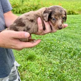Luna - Dapple female Dachshund puppy in Milroy, Pennsylvania from Not Your Average Weiner