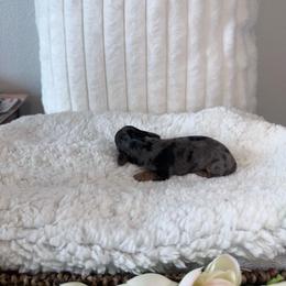 Dapple Girl - 3,500 - Dapple female Dachshund puppy in Fredericksburg, Texas from Goodman Dachshunds