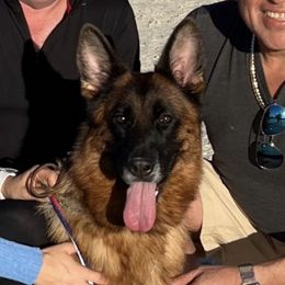 Iba - German Shepherd