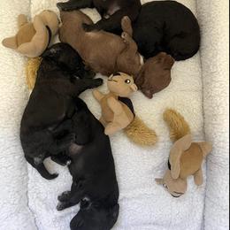 Bedlington Terrier Puppies from Three Silo Bedlington Terriers