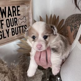 American Corgi Puppies from R and b corgis and farm