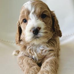 Trace - Buff and white male Cockapoo puppy in Lucas, Ohio from Willow Lane Puppy