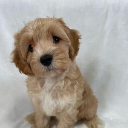 Hendrix (Boy 4) - Brown male Cavapoo puppy in Palm City, Florida from Cookies & Cream Sundae