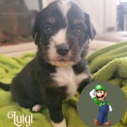Miniature Australian Shepherd Puppies from Wonderland Aussies