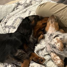 Dachshund Puppies from Mini Dachshunds