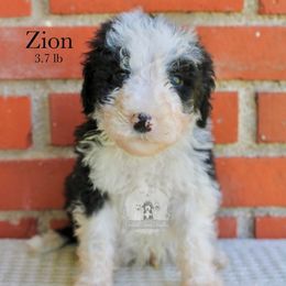 Zion - Black and white male Sheepadoodle puppy in Comanche, Texas from Central Texas Doodles, LLC.