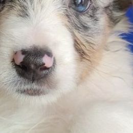 Australian Shepherd, Miniature American Shepherd, and Toy Australian Shepherd Puppies from Ahhmazing Aussies Arizona